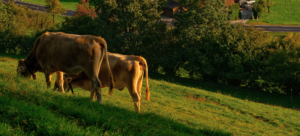 Chacreamento rural é obrigatório ter produção rural